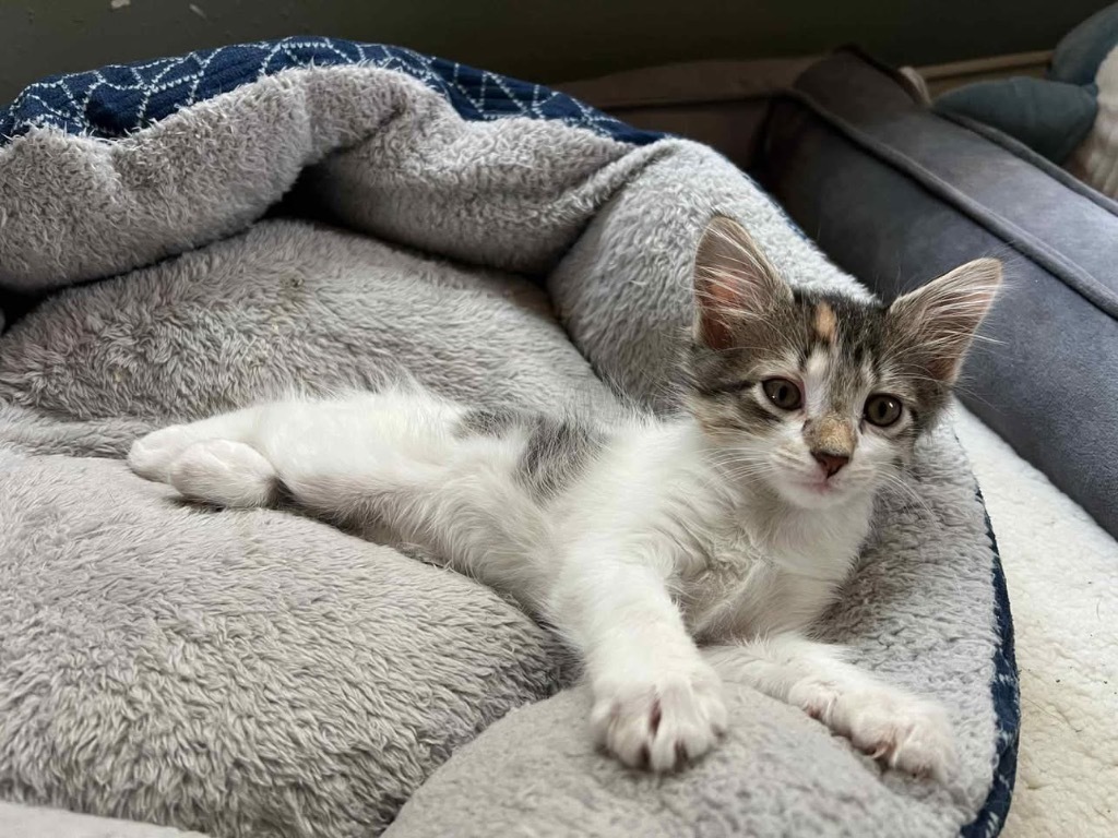 Cloudjumper, an adoptable Domestic Short Hair in Cloquet, MN, 55720 | Photo Image 1