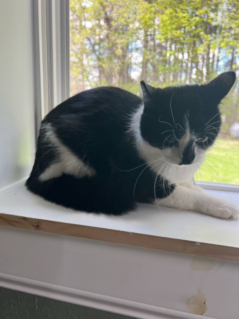 Frannie, an adoptable Domestic Short Hair in Cloquet, MN, 55720 | Photo Image 1