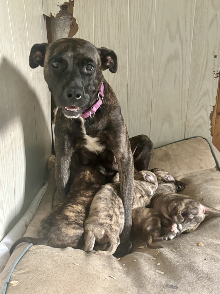 Raine (momma)