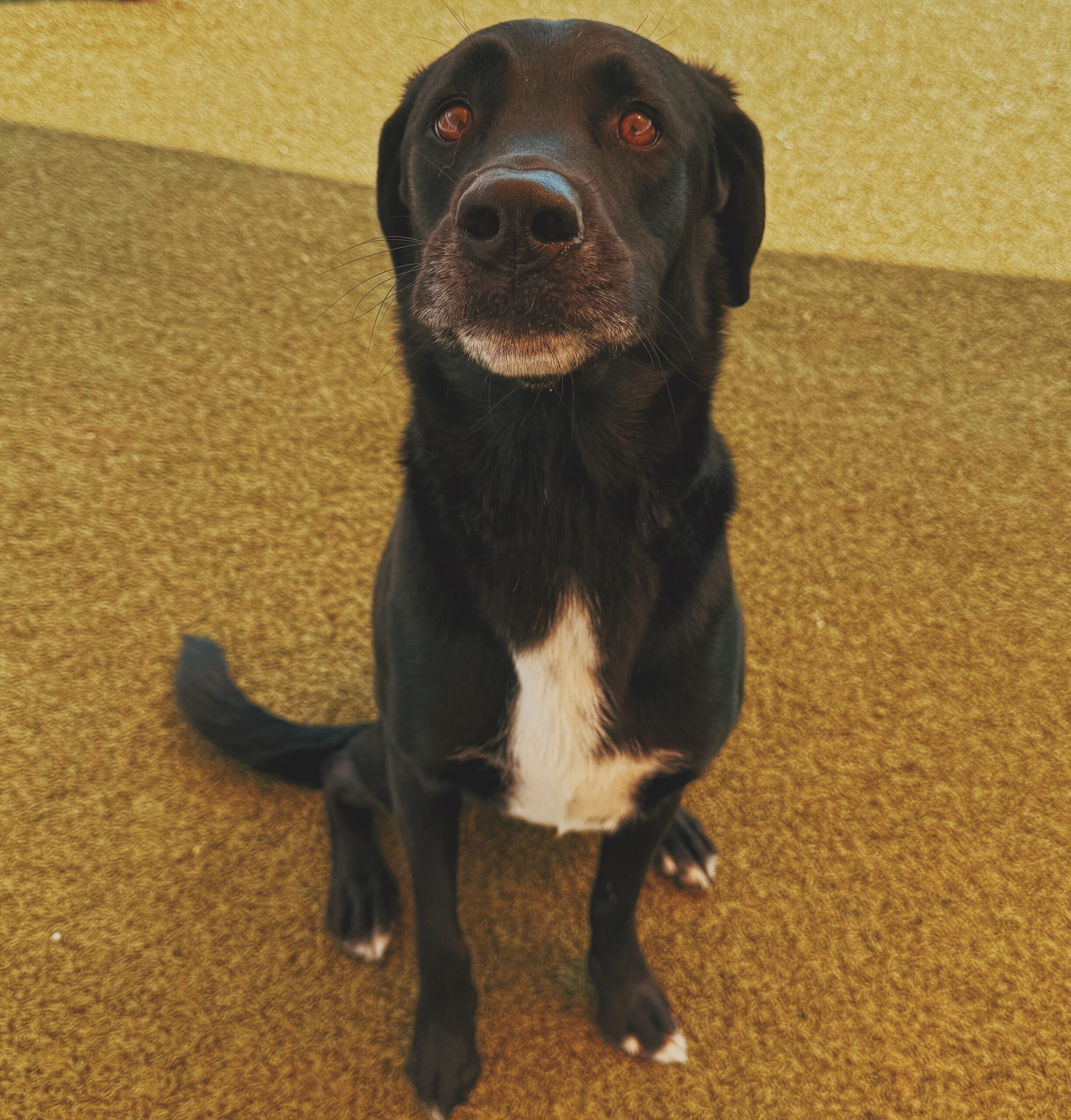 Benji, an adoptable Black Labrador Retriever, Hound in Hays, KS, 67601 | Photo Image 1