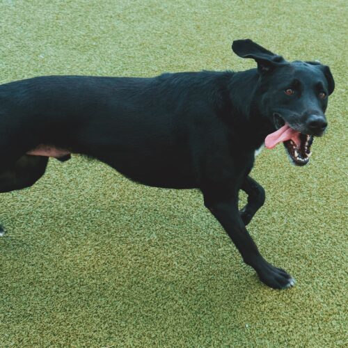 Benji, an adoptable Black Labrador Retriever, Hound in Hays, KS, 67601 | Photo Image 2
