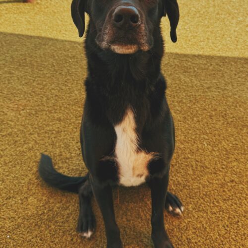 Benji, an adoptable Black Labrador Retriever, Hound in Hays, KS, 67601 | Photo Image 3