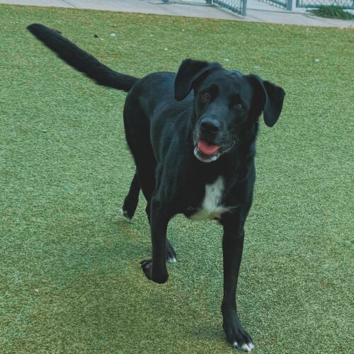 Benji, an adoptable Black Labrador Retriever, Hound in Hays, KS, 67601 | Photo Image 4