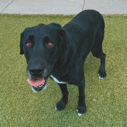 Benji, an adoptable Black Labrador Retriever, Hound in Hays, KS, 67601 | Photo Image 5