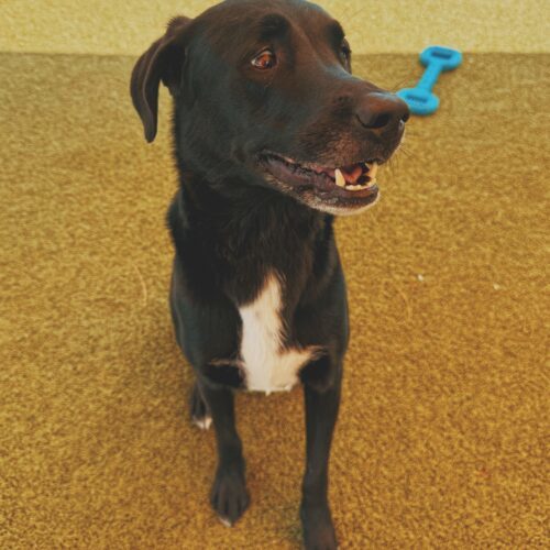 Benji, an adoptable Black Labrador Retriever, Hound in Hays, KS, 67601 | Photo Image 6