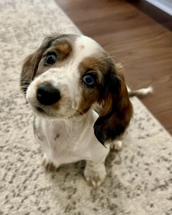 Pippi