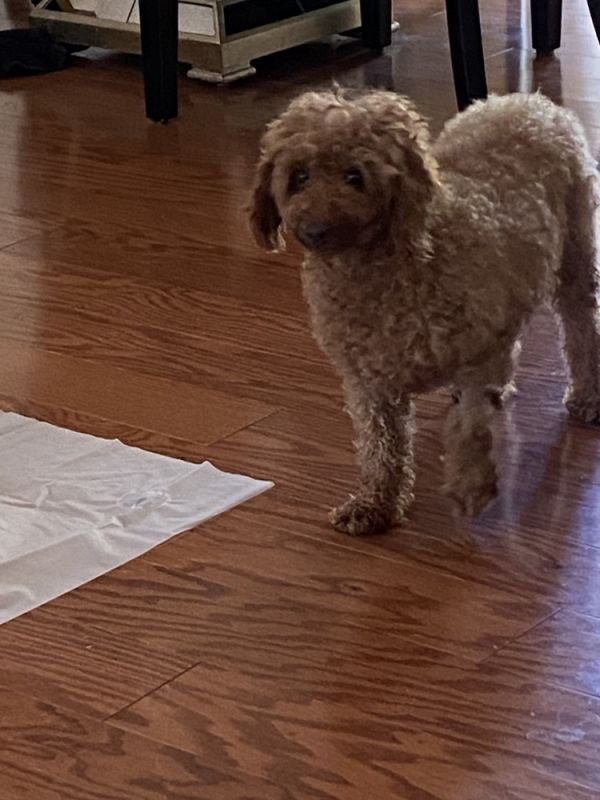 Poodle Miniature - Dena thumbnail 2