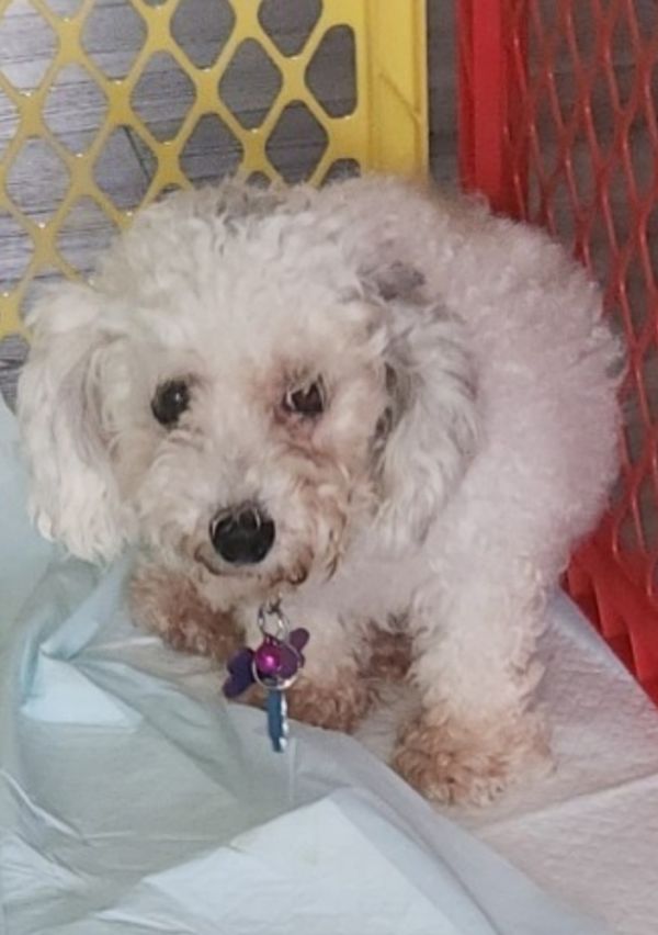 Poodle Toy - Gracibelle