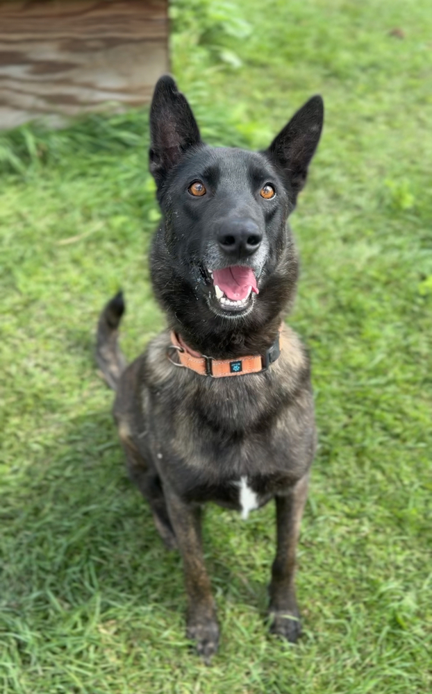 Thompson, an adoptable Dutch Shepherd in Bemidji, MN, 56601 | Photo Image 1