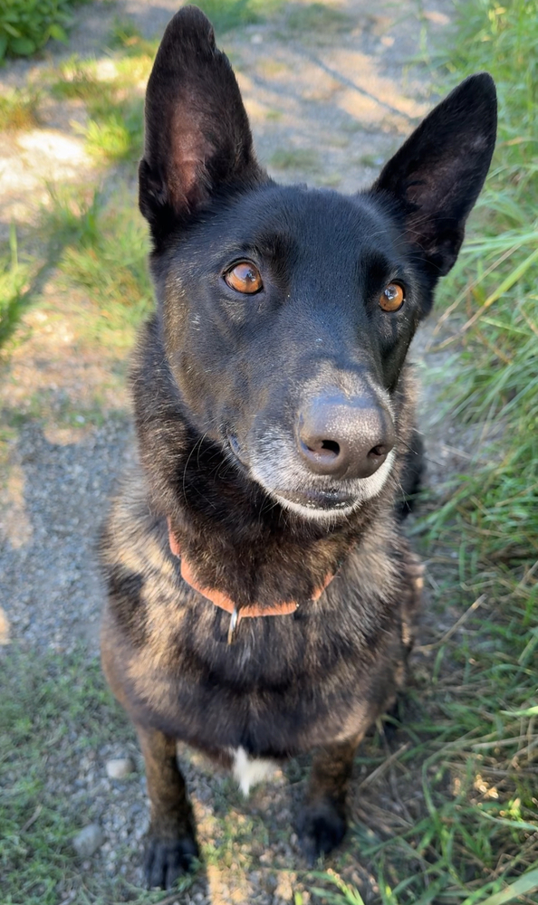 Thompson, an adoptable Dutch Shepherd in Bemidji, MN, 56601 | Photo Image 2
