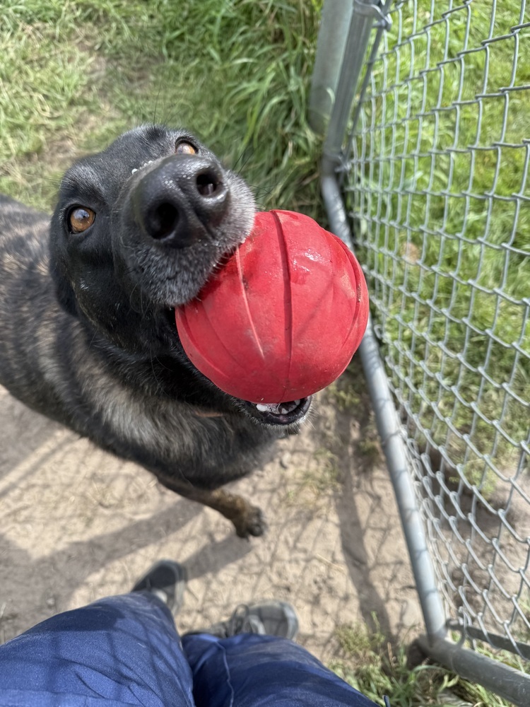 Thompson, an adoptable Dutch Shepherd in Bemidji, MN, 56601 | Photo Image 3