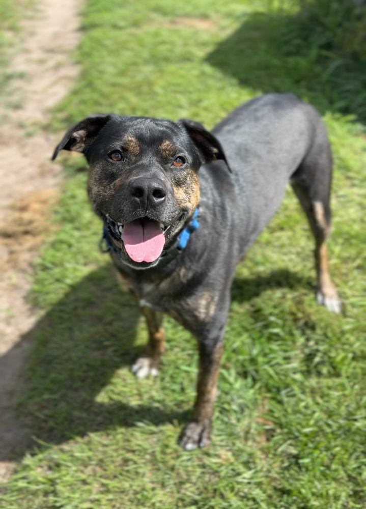 Tika, an adoptable Mixed Breed in Bemidji, MN, 56601 | Photo Image 1