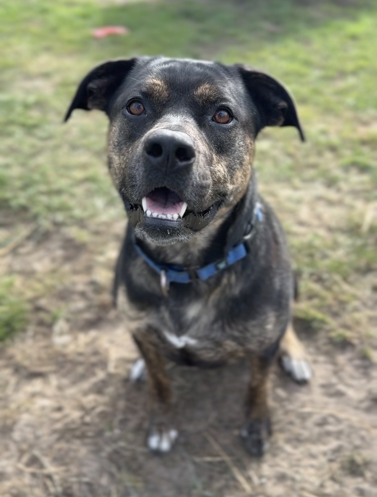 Tika, an adoptable Mixed Breed in Bemidji, MN, 56601 | Photo Image 1