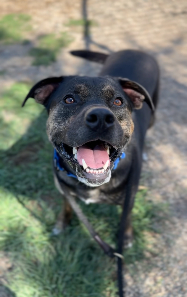 Tika, an adoptable Mixed Breed in Bemidji, MN, 56601 | Photo Image 2