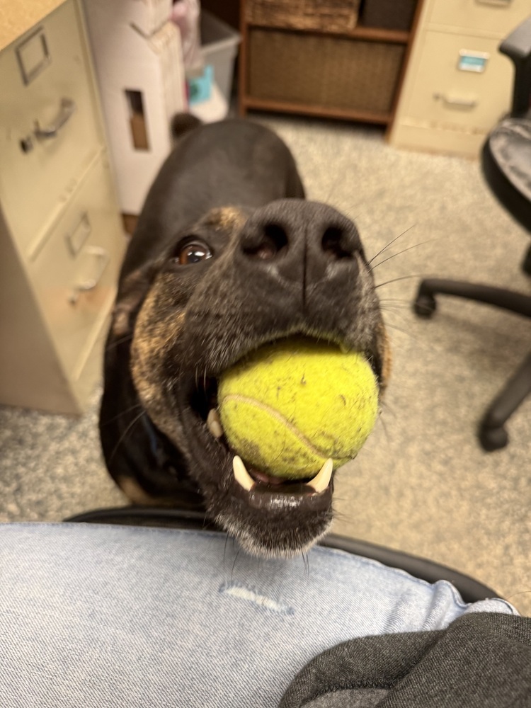Tika, an adoptable Mixed Breed in Bemidji, MN, 56601 | Photo Image 2