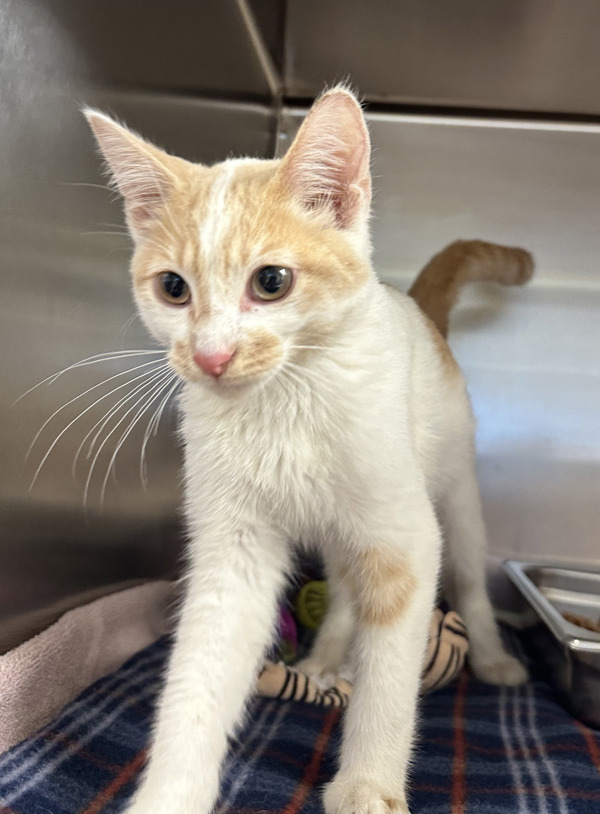 Fiji, an adoptable Domestic Short Hair in Great Falls, MT, 59405 | Photo Image 1