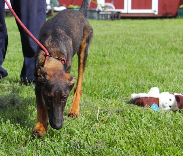 Lexington-months Spay Contract Required
