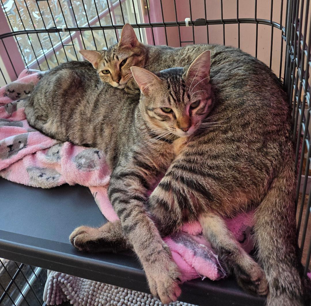 Gertrude (and Fiona)