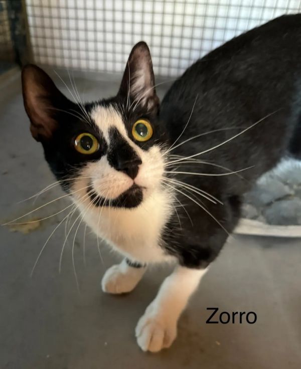 Zorro