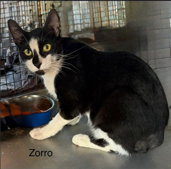 Zorro thumbnail 2