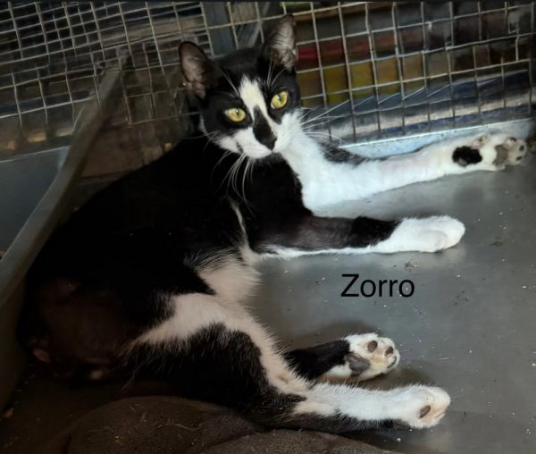 Zorro thumbnail 3