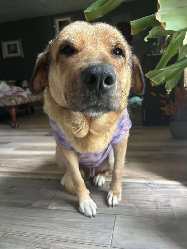 Daisy