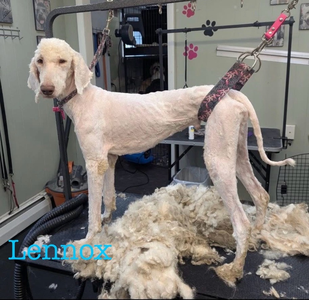 Lennox, an adoptable Goldendoodle in Cheektowaga, NY, 14227 | Photo Image 1