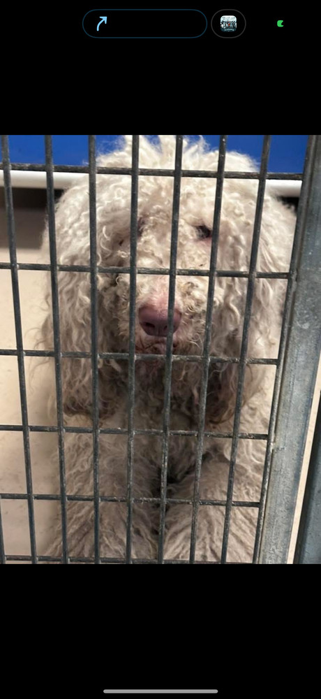 Lennox, an adoptable Goldendoodle in Cheektowaga, NY, 14227 | Photo Image 2