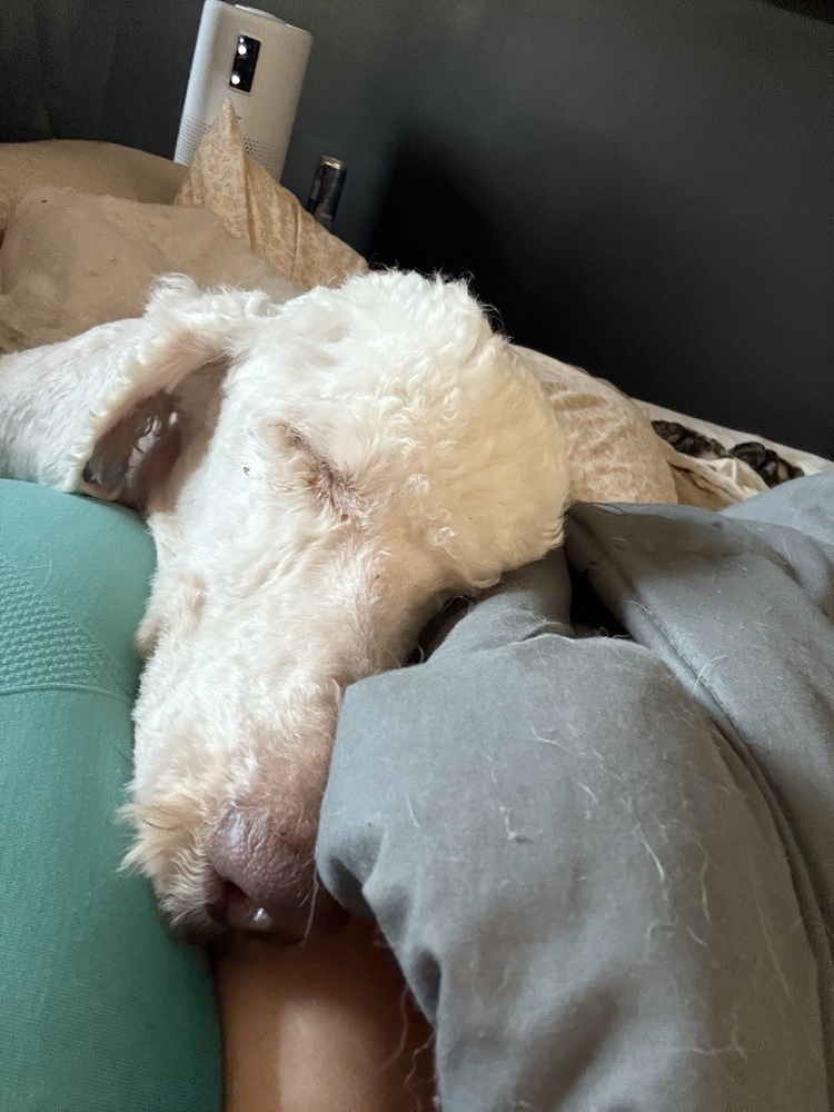 Lennox, an adoptable Goldendoodle in Cheektowaga, NY, 14227 | Photo Image 3