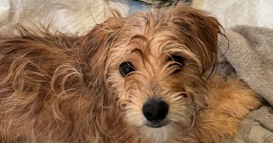 Morkie - Raleigh