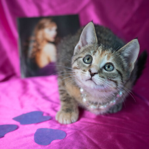 Dorothea thumbnail 2