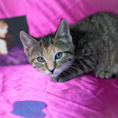Dorothea thumbnail 3