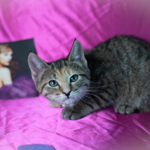 Dorothea thumbnail 4