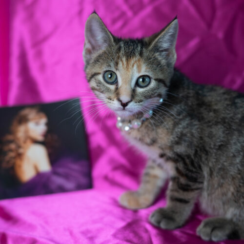 Dorothea thumbnail 5