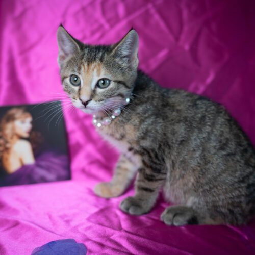 Dorothea thumbnail 6