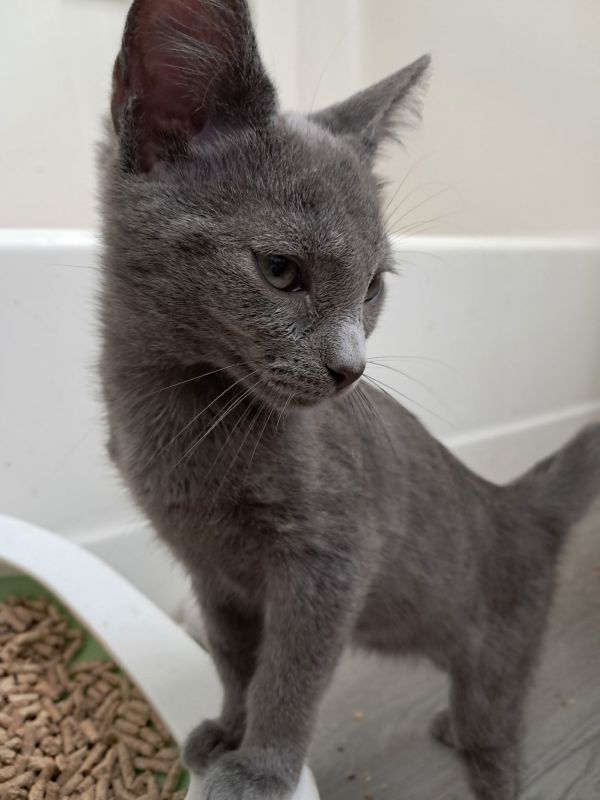 Argent Huge Personality thumbnail 2