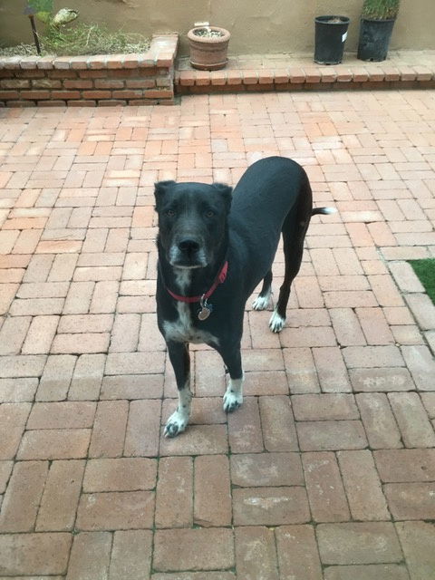 Bailey #