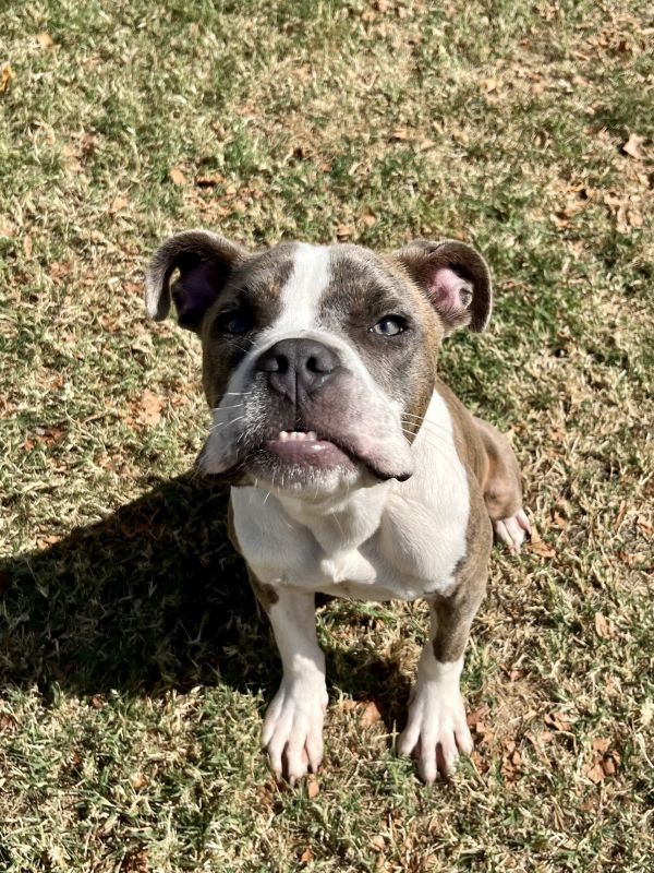 Zola