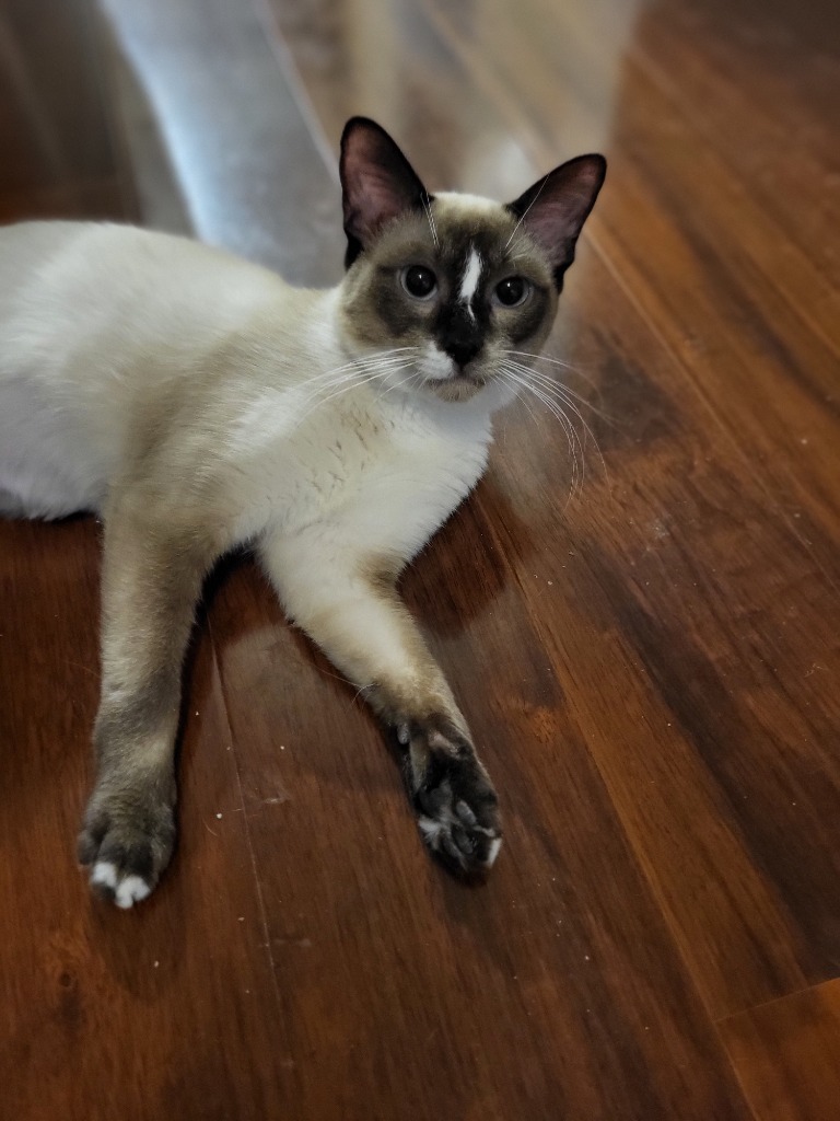 Sampson