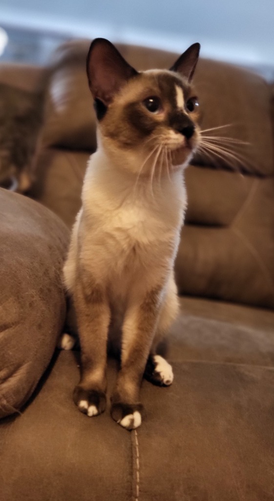 Sampson