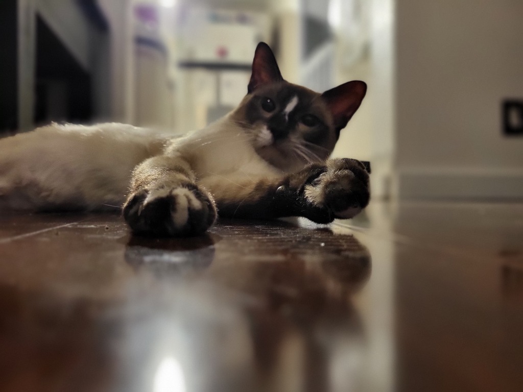 Sampson