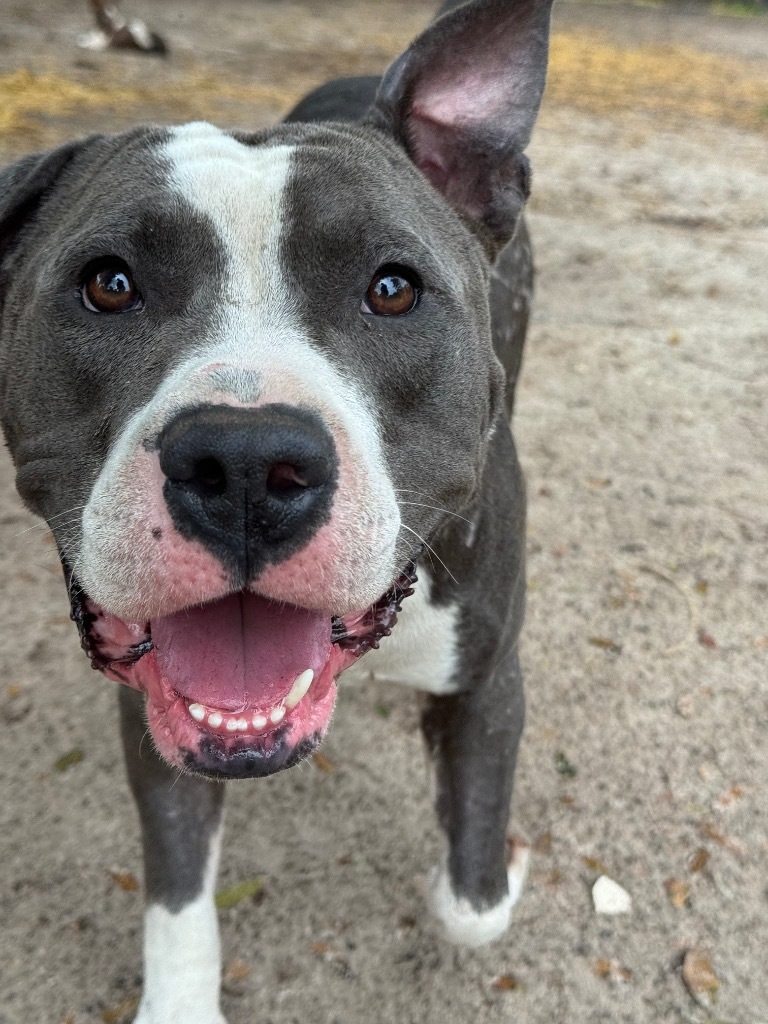 Louie