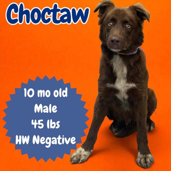 Choctaw