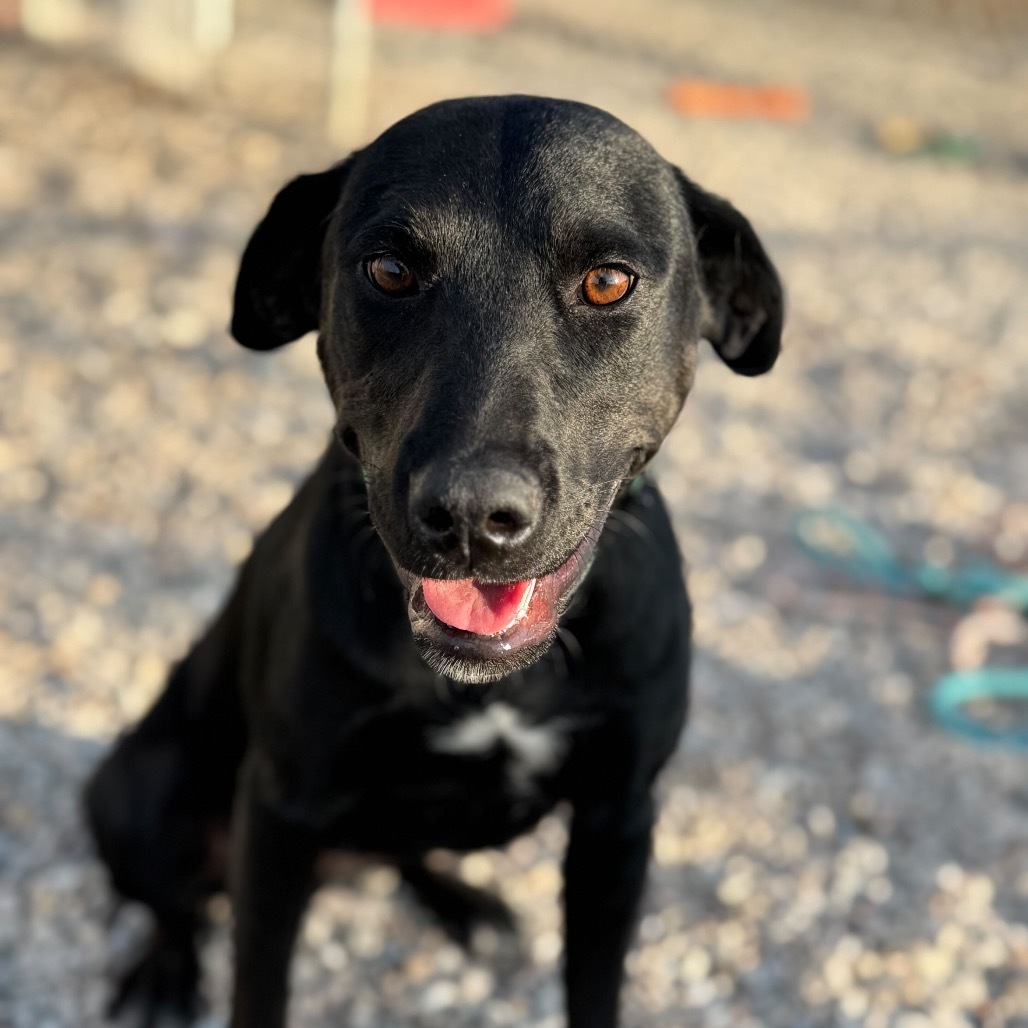 Wren, an adoptable Mixed Breed in Lander, WY, 82520 | Photo Image 1