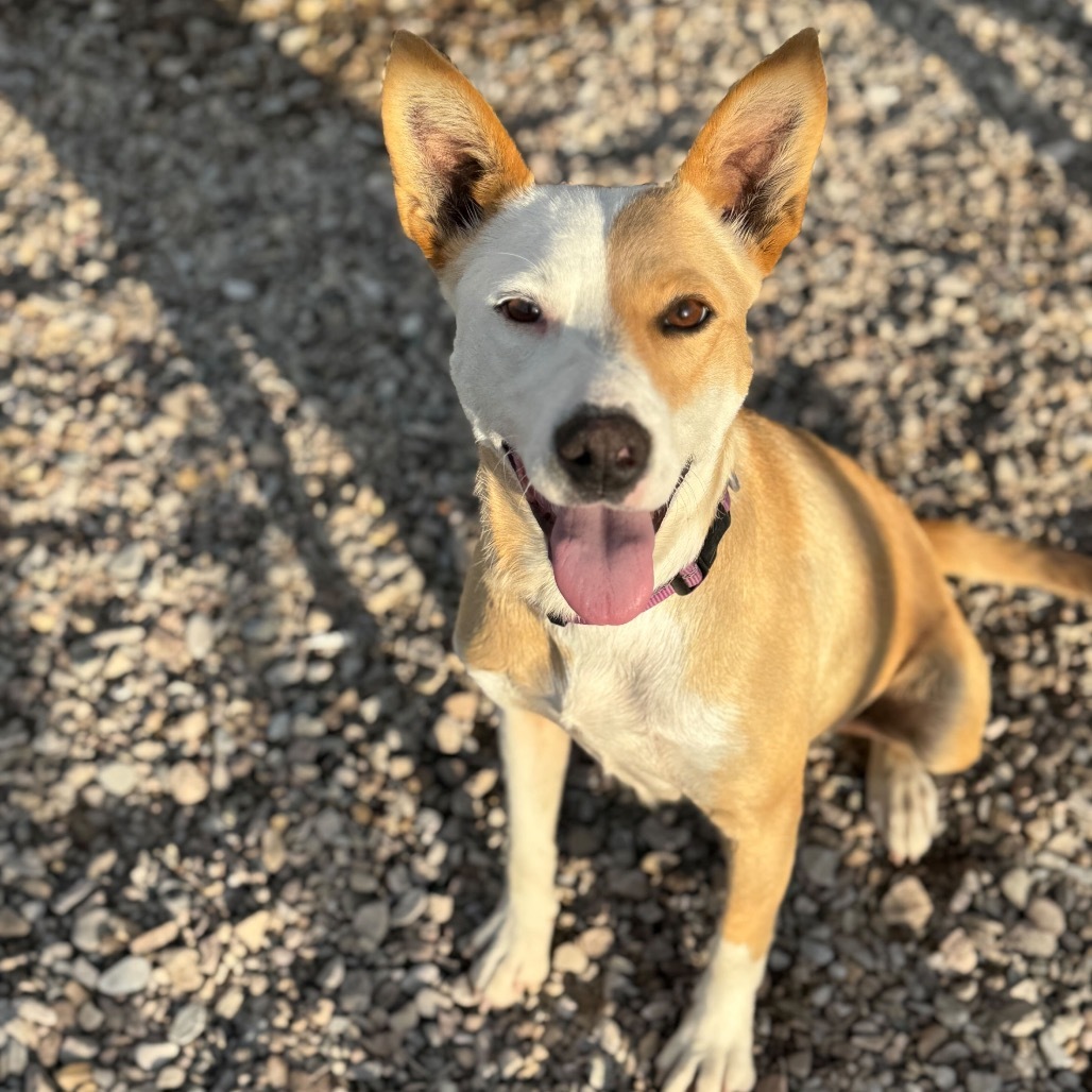 Suki, an adoptable Mixed Breed in Lander, WY, 82520 | Photo Image 1