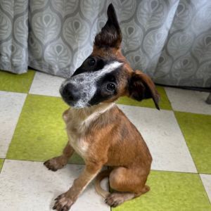 Bella (COH-A-64783)
