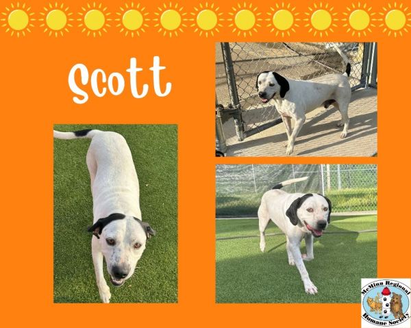 Scott