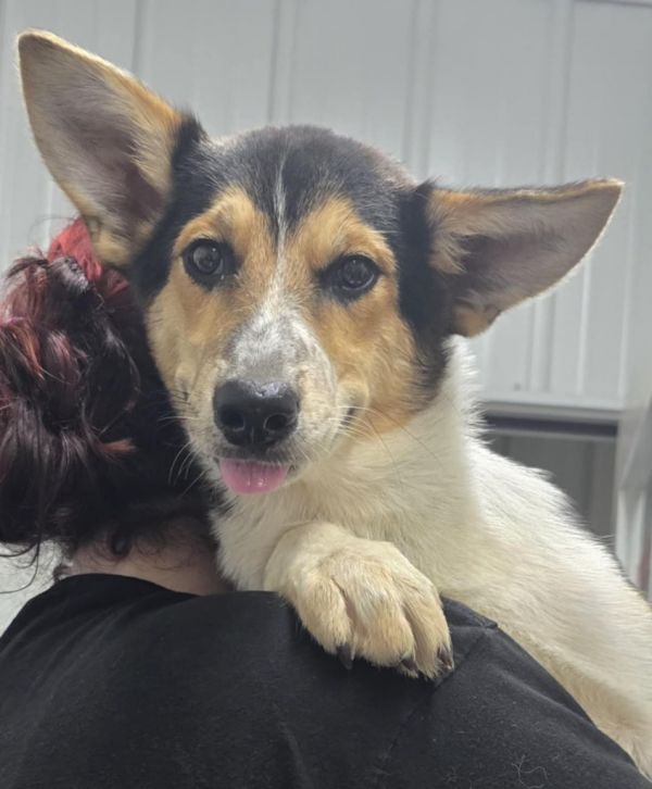 Roo