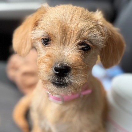 Sophia