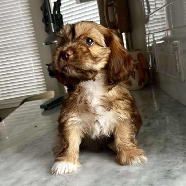 Charlie